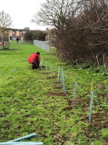 This picture shows the planting of saplings in a line, in front of the existing hedgerow to the right hand side of the Beresford Drive Play area.