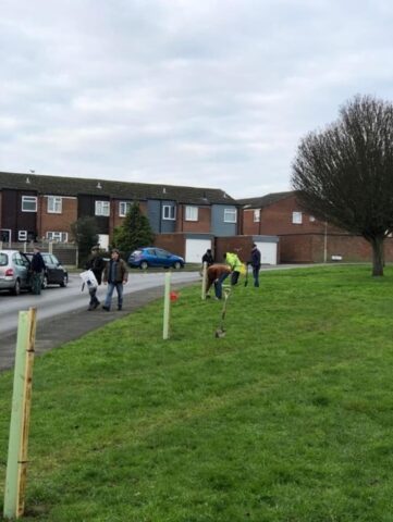 This picture shows the planting of saplings along the edge of the grassed area adjacent to the pavement on Beresford Drive.