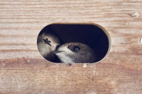 Two swifts looking out through the hole in the nesting box
