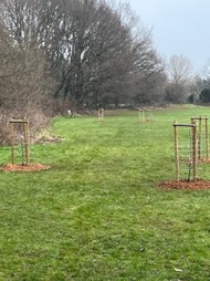 Sapling trees surrounded by growing cages planted on a grassed area with mature trees in the distance.