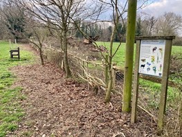 picture of laid hedge at recreation ground